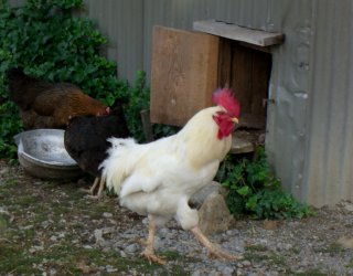 Rooster