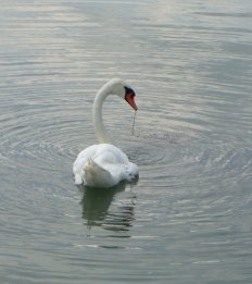 Swan in Rhine at Weisweil
